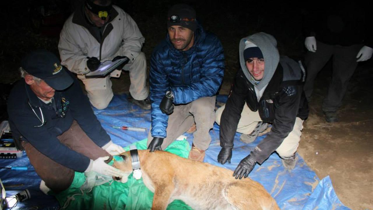 mountain lion patient